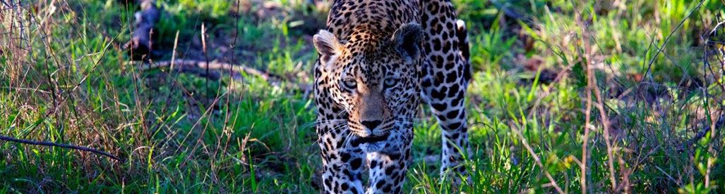 Kruger National Park Safari Holidays Tours South Africa Big Five Guides