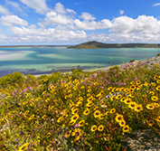 Tour Cape West Coast South Africa Richtersveld Namaqualand Wildflowers