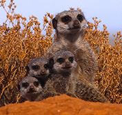 Luxury Flying Safarii Cape Town South Africa Tswalu Reserve Kalahari Star