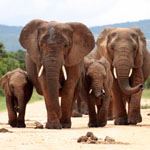 Holiday Cape Town South Africa Escorted Garden Route Tour Safari Big 5