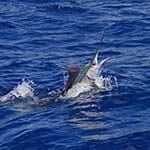 Deep Sea Fishing Holiday South Africa Sodwana Bay Marlin Tiger Lake Jozini