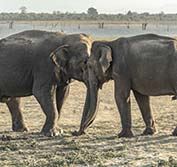 Wildlife Holiday Sri Lanka Yala Udawalawe Sinharaja Knuckles Mountains