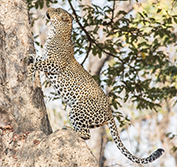 Zambia Bush Camps Walking Safari Holiday South Luangwa Victoria Falls