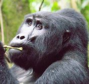 Gorilla Trekking Uganda Serengeti Safari Tours Tanzania Tracking Bwindi