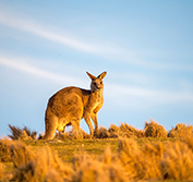 A lone forester kangaroo surrounded by scrub and grass at sunset on Australia’s Kangaroo Island.