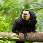 Tailor Made Holidays Meeting of the Waters Manaus Amazon Brazil Rio