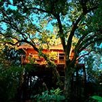 Tree House Hideaway