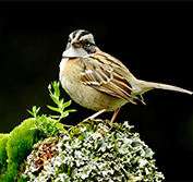 Self Drive Holidays Costa Rica Tailor Made Arenal Tortuguero Osa Peninsula