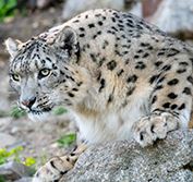 India Safari Snow Leopards Himalayas Tigers Pench Sloth Bears Satpura