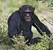 Kenya Flying Safari Ol Pejeta Sweetwaters Chimps Tours Masai Mara Diani Beach