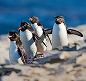 Holidays to Falkland Islands Flights from Brize Norton UK Battlefields Penguins