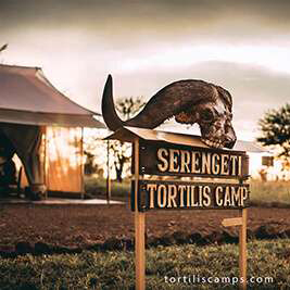 Serengeti Tortilis