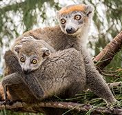 Walking Holiday Madagascar Lemurs Trekking Andringitra Tour Ranomafana