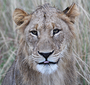 South Africa Seychelles Safari Holiday Phinda Thula Thanda Game Reserve