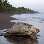 Costa Rica Self Drive Holiday Turtles Tortuguero Sloths Arenal Beach