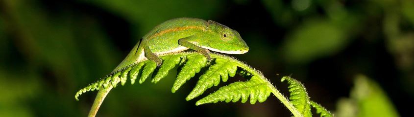 Madagascar Holidays Safari Tours Lemurs Wildlife Beaches Nosy Be St Marie