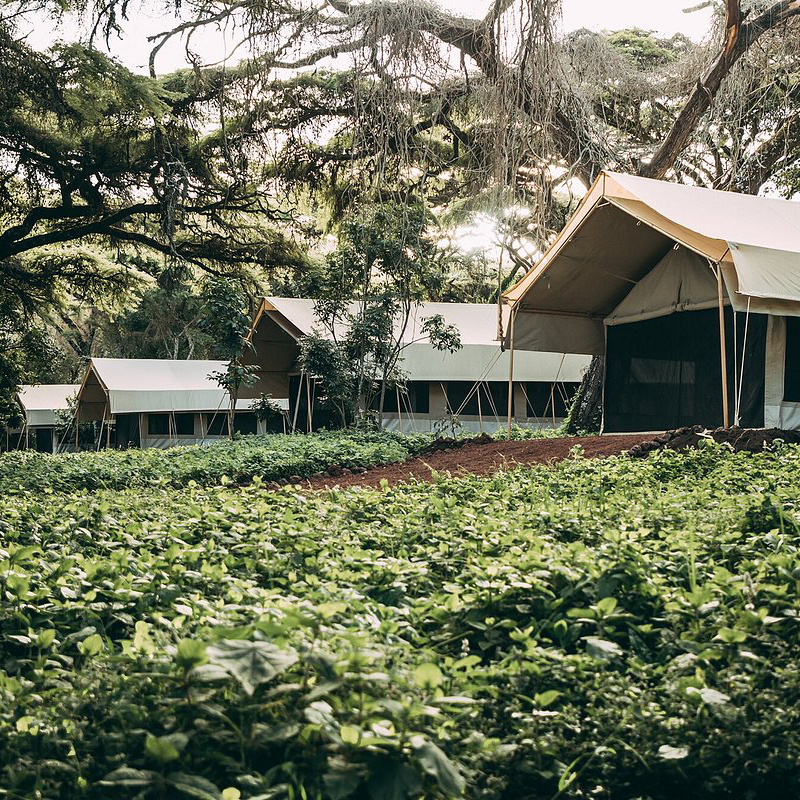 Ngorongoro Tortilis