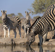 Namibia Botswana Victoria Falls Tour Africat Etosha Caprivi Chobe Safari Holiday