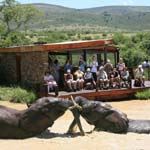 Addo Elephantback Lodge