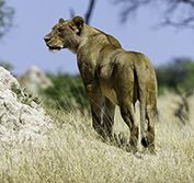 Safari Holidays Zimbabwe Victoria Falls Hwange Reserve Chobe Botswana