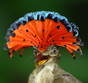 Bird Watching Holiday Costa Rica Birding Guide Osa Scarlett Macaw