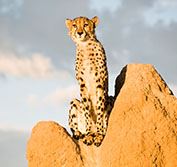 Self Drive Holiday Namibia Namib Skeleton Coast Etosha Car Hire