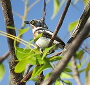Kenya Birding Holidays Tours Samburu Aberdare Lake Naivasha Mount Kenya