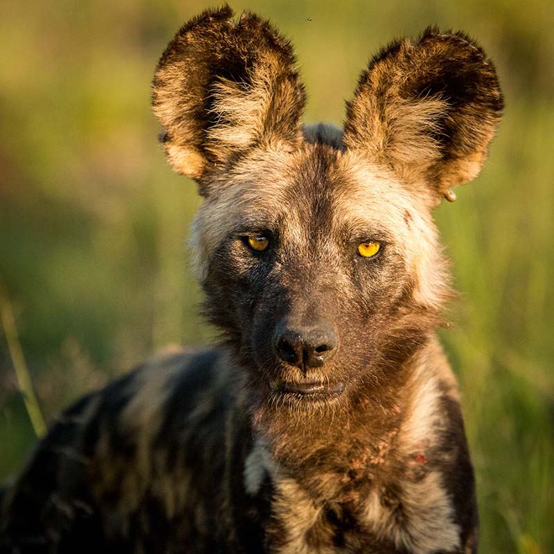 Johannesburg Safari Malaria Free Madikwe Holiday Cape Town South Africa