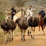 Horse Riding Holidays South Africa Horseback Safari Zululand Beach