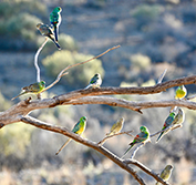 A group of colourful parrots perched in a tree in the South Australia outback.