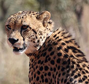 Victoria Falls South Africa Mauritius Safari and Beach Holidays Packages