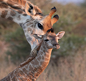 Wheelchair Disabled Safari Cape Town South Africa Pilanesberg Sun City