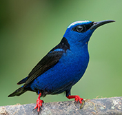 Birding Holidays, Trinidad & Tobago: Asa Wright + Cuffie River + Beach