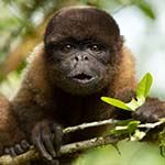 Ecuador Wildlife Holiday: Quito Cloud Forest Amazon Galapagos Cruise