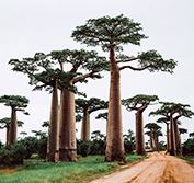 Avenue Baobabs Madagascar Bemaraha Tsingys Tour Kirindy Fossa Nosy Be