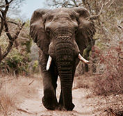 Golf Safari Holiday Leopard Creek Fancourt Garden Route South Africa