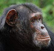 Kenya Safari Wheelchair Ol Pejeta Big Five Rhino Sweetwaters Chimps