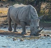 Safari Holiday Cape Town Pilanesberg South Africa Sun City Vacation