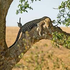 Leopard Hill, Naboisho