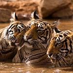 Tiger Safari India Tadoba Andhari Sloth Bears Pench Jungle Book Goa