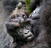 Luxury Uganda Flying Safari Murchison Falls Gorilla Trekking Holiday