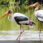 Birding Tour India Little Rann of Kutch Banni Grasslands Gujarat Gir