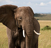 Photography Holiday Tanzania Ruaha Selous Zanzibar Photo Safaris Africa