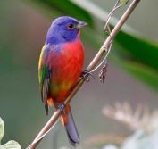 Photography & Birding Tour Honduras | Bird Watching Holidays Panacam