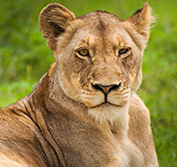 Kenya Safari Private Guide Aberdare Treetops Lake Nakuru Masai Mara