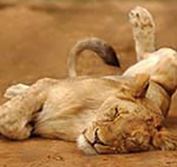 Luxury Cape Town Safari Holidays Malaria Disabled Wheelchair Vacations