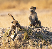 Zimbabwe Self Drive Safari Holidays Ruins Matopos Victoria Falls Chobe Botswana