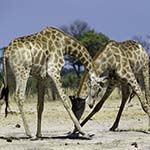 Zimbabwe Safari Mozambique Holiday Victoria Falls Hwange Vilanculos