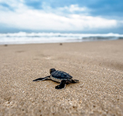 Costa Rica Wildlife Holidays Sea Turtles Ostional Beach Osa Peninsula