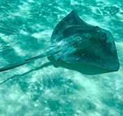 Holiday Cozumel Island Mexico Snorkelling Scuba Diving Deep Sea Fishing